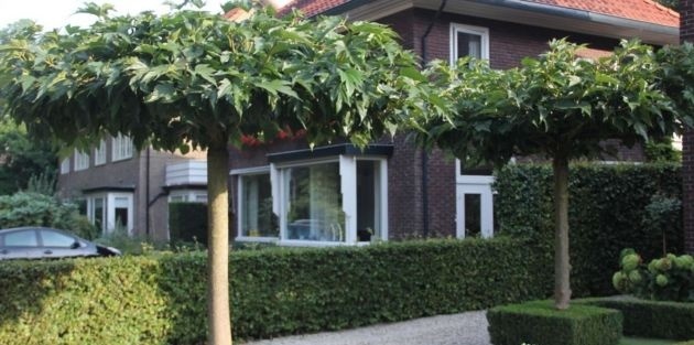 Bomen voor de kleine tuin