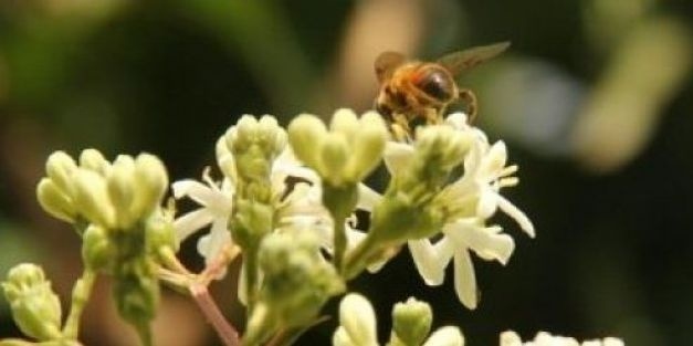 Bomen voor vogels en insecten