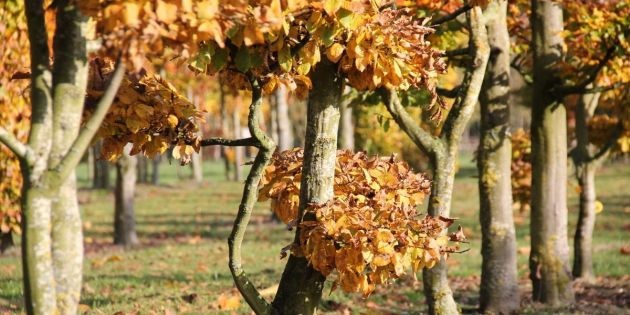 Bonsai bomen
