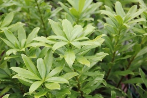 Bontbladig peperboompje - Daphne odora 'Aureomarginata'