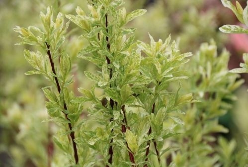 Salix integra 'Flamingo'