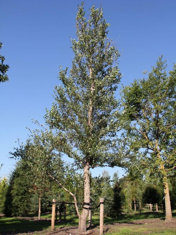 Zwarte berk