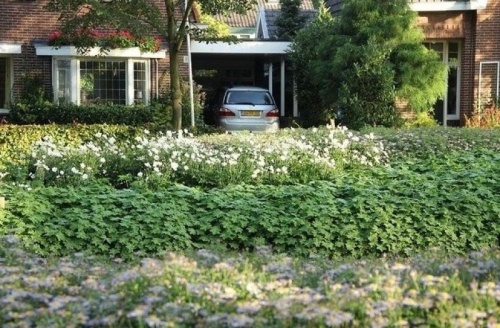 Borderpakket Onderhoudsarm C - Pakket OHC 24 planten