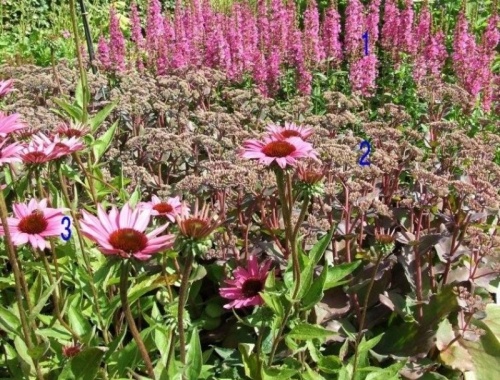 Borderpakket Zon K - Pakket ZK 24 planten