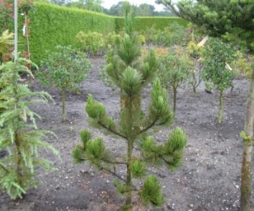 Bosnische den - Pinus heldreichii