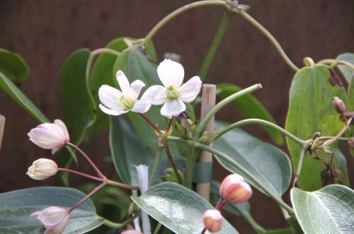 Bosrank 'Apple Blossom' bloesem en knoppen