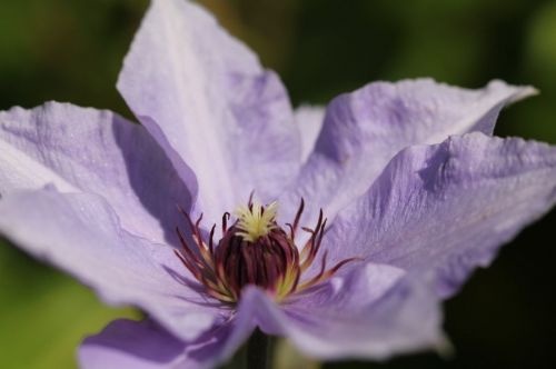 Bosrank 'Blue Angel' is een bloeiende klimmer