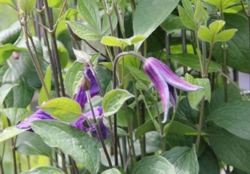 Bosrank 'Blue Pirouette' klimplanten met bloesem