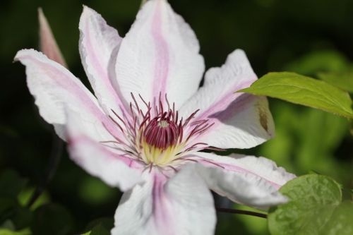 Bosrank 'Comtesse de Bouchaud' is een klimplant met lila roze bloemen