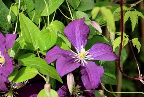 Bosrank 'Etoile Violette' is een prachtige, bloeiende klimplant