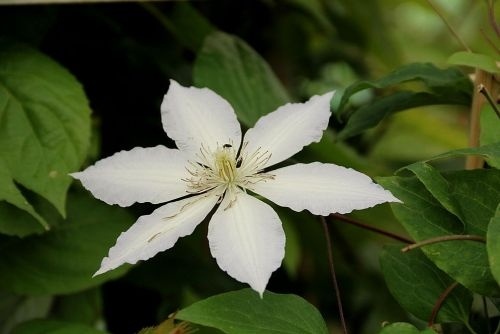 Bosrank 'Guernsey Cream' is een bloeiende klimplant uit ons assortiment