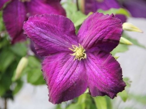 Bosrank 'Jackmanii Purpurea' vaste klimplant, winterhard