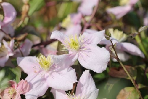 Bosrank 'Mayleen' klimplanten met bloemen