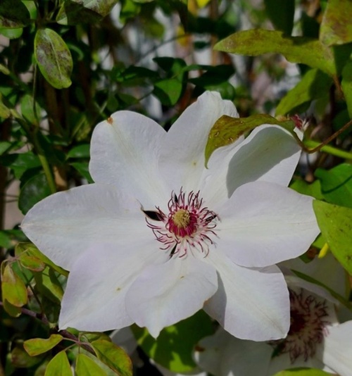 Clematis Miss Bateman