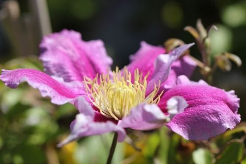 Clematis 'Piilu' klimplant in volle bloei
