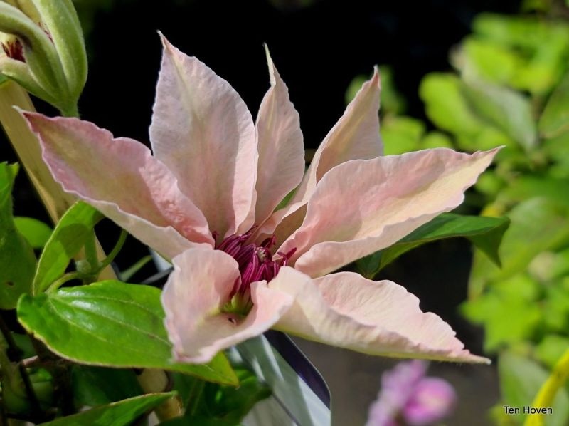 Bosrank 'Pink Fantasy' is een bloeiende klimplant