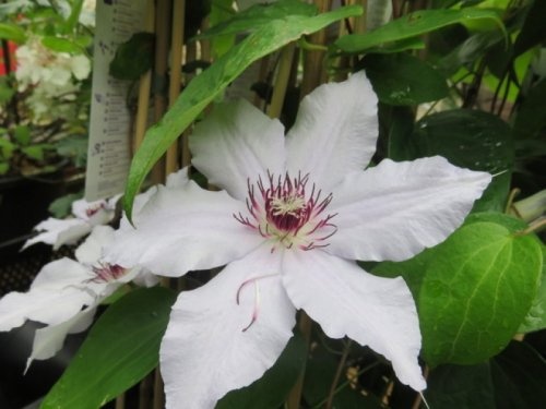 Bosrank 'Snow Queen' klimplant met witte bloemen en rood accent