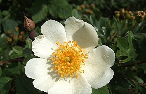 Bosroos - Rosa arvensis