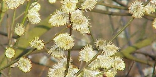 Boswilg - Salix caprea