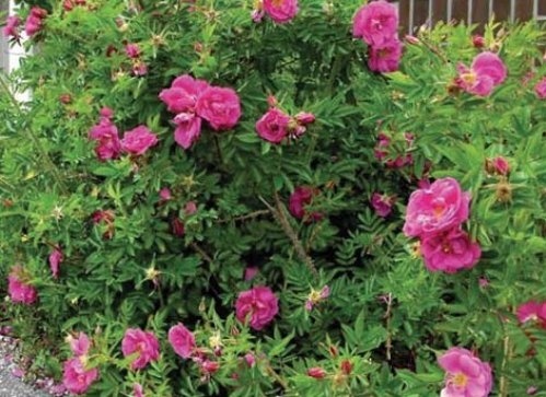 Bottelroos - Rosa x rugotida