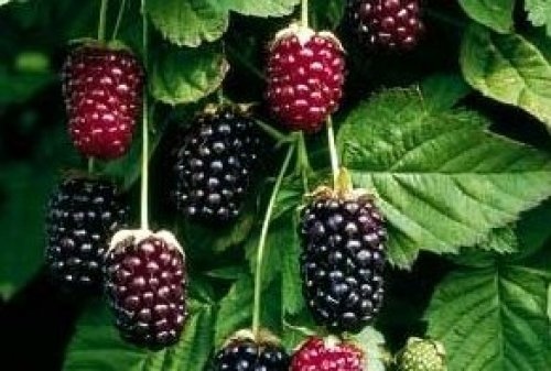 Boysenbes - Rubus 'Boysonberry'
