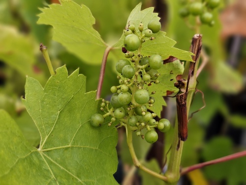 witte druif Riesling in juli