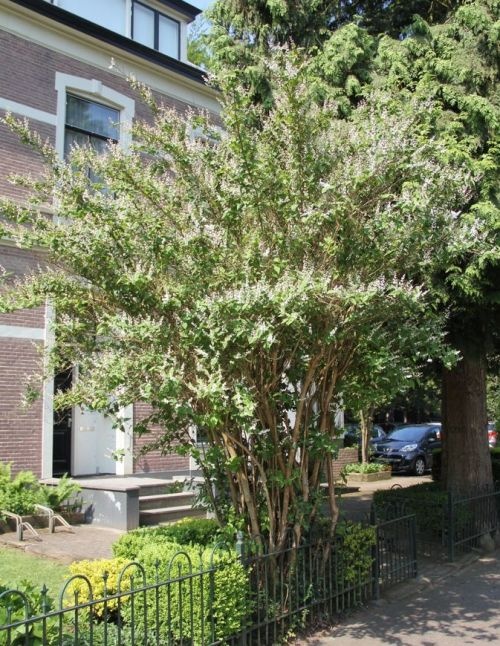 Bruidsbloem gracilis achter tuinhek