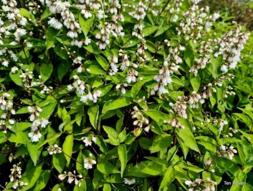 Bruidsbloem 'Plena' - Deutzia scabra 'Plena'