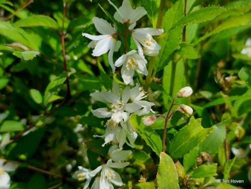 Bruidsbloem 'Snowflake' - Deutzia 'Snowflake'