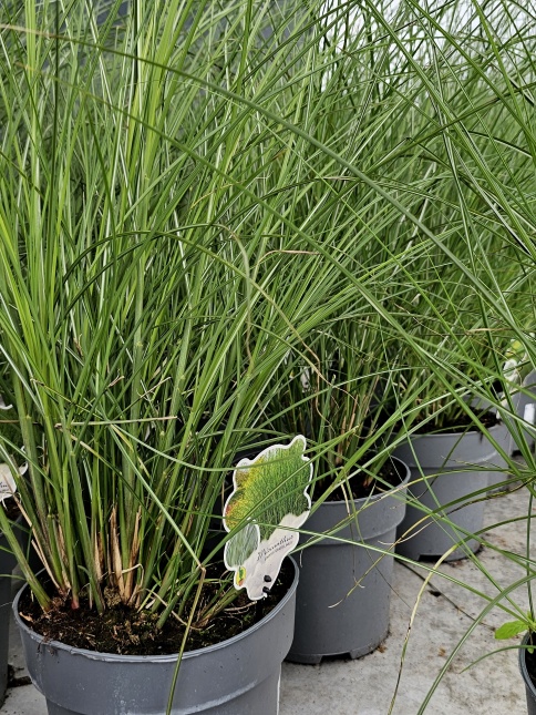 Miscanthus sinensis juli 2024