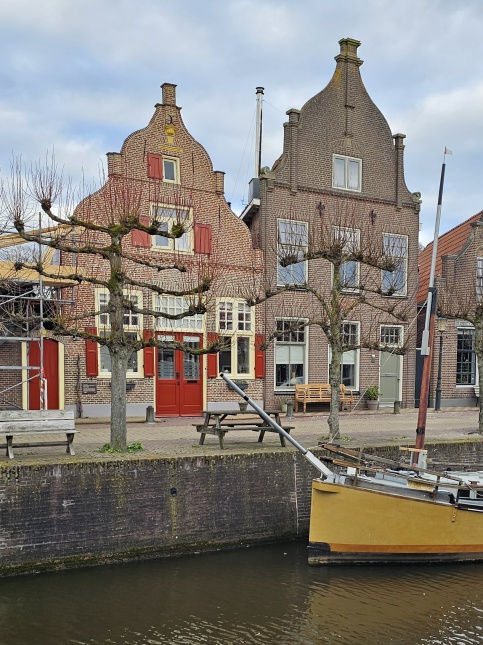 Winterlinde, leivormen langs de kade van het Zwarte Water in Hasselt