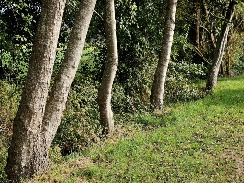 Hartbladige els - Alnus cordata