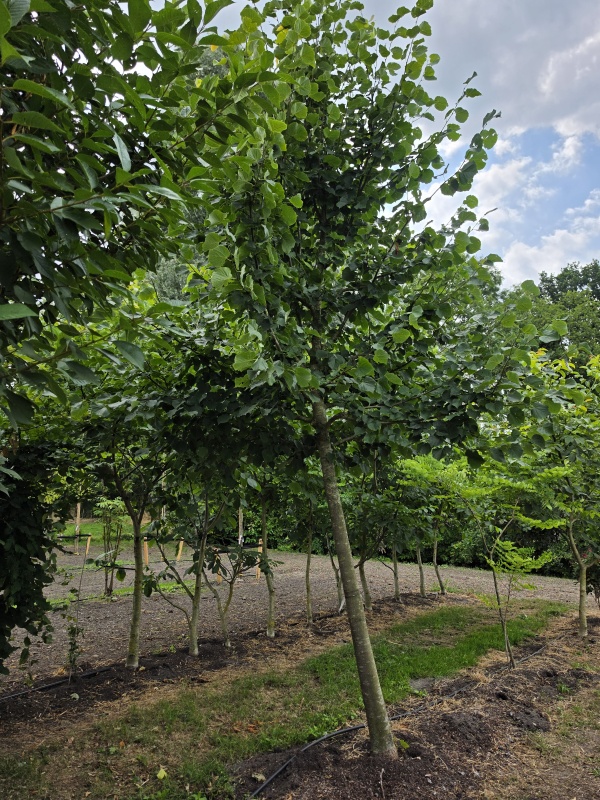 Winterlinde Greenspire