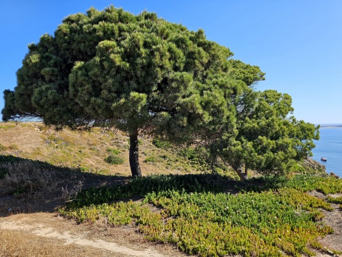 Pinus Pinea toepassing bij terras