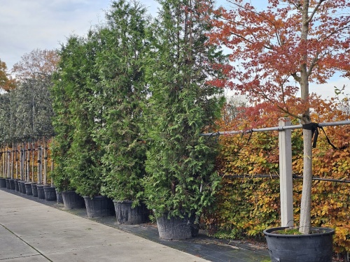 Thuja occidentalis 'Brabant' haagconifeer