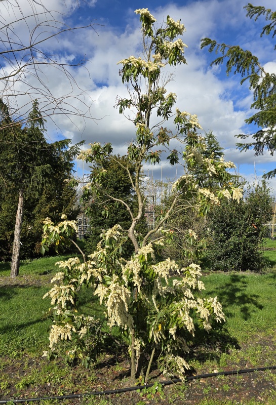 Pieris 'Forest Flame'
