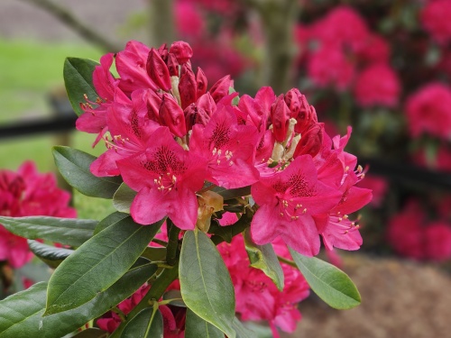 Rododendron 'Nova Zembla' struiken is geschikt voor Rhododendronwolken