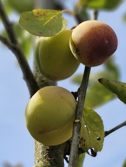 Pruim 'Reine Claude d'Oullins' - Prunus domestica 'Reine Claude d'Oullins'