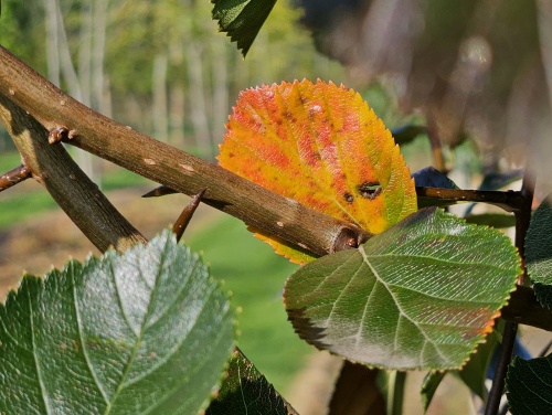 Meidoorn Splendens bladverkleuring in de nazomer