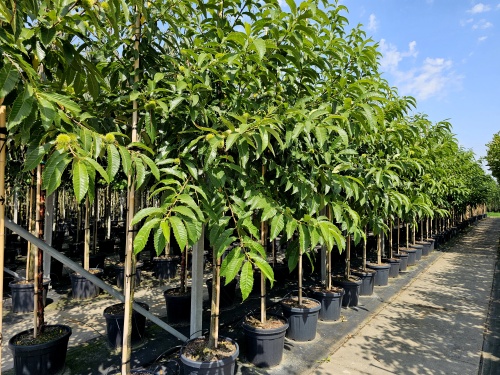 Tamme Kastanje - Castanea sativa