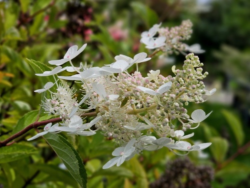 Pluimhortensia 'Kyushu' bloeit veel dus bemesten mag jaarlijks