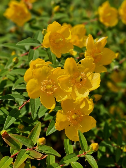 Hypericum Hidcote juni 2025