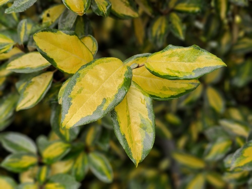 Olijfwilg 'Limelight' groenblijvend met twee kleurig blad