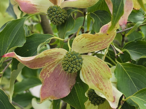 Cornus kousa 'Weisse Fontaine' einde bloeiperiode