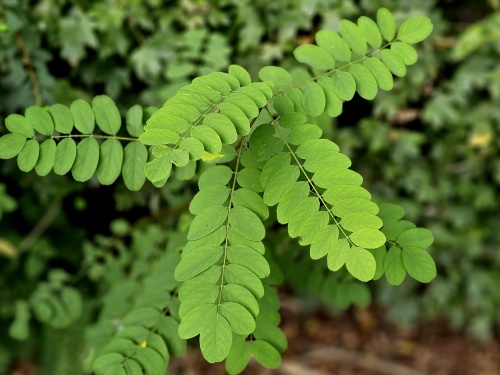 Robinia pseudoacacia blad in oktober