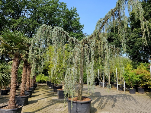 Cedrus libani glauca pendula. blauw naaldige treurceder augustus 2024