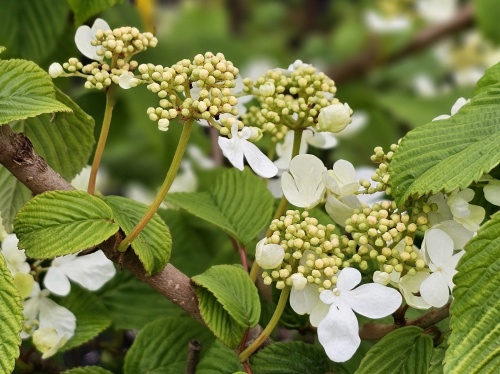 Viburnum plicatum 'St Keverne'  bloeit in april en mei