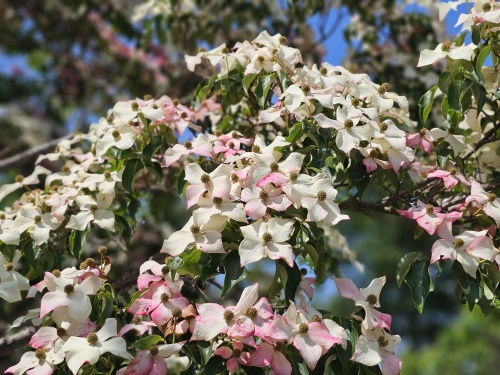 Cornus kousa 'Weisse Fontaine'