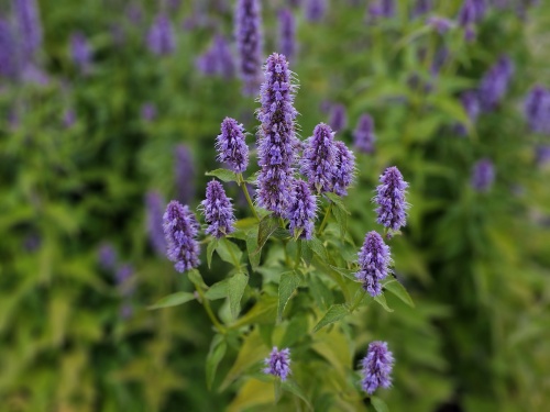 Agastache 'Blue Fortune' in volle bloei