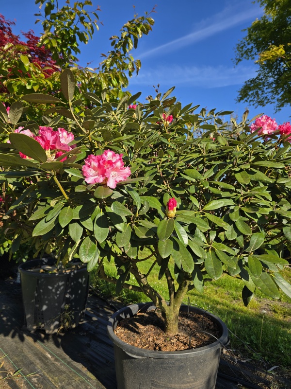Rhododendron
